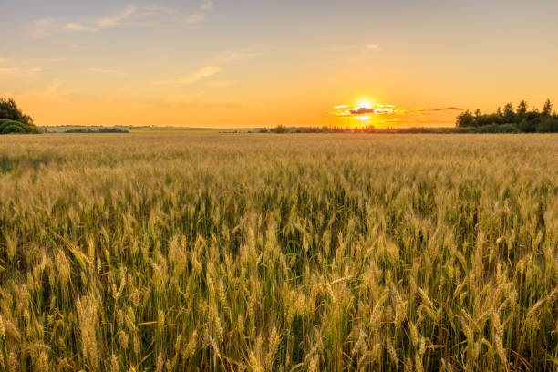 istock Sunset on the field with young rye. 824920692