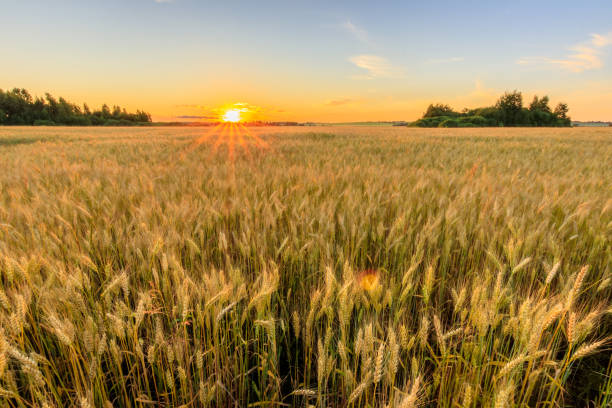 istock Sunset on the field with young rye. 824920732