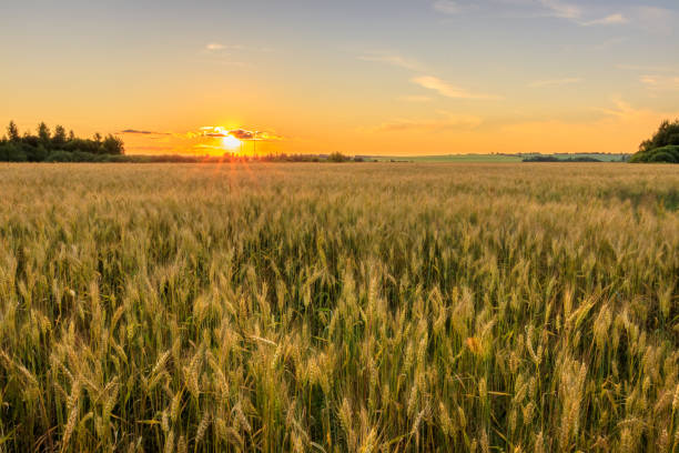 istock Sunset on the field with young rye. 824920780