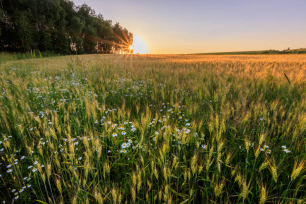 istock Sunset on the field with young rye. 824923144