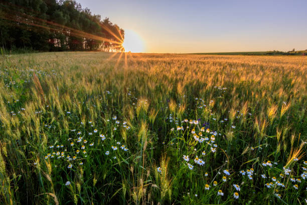 istock Sunset on the field with young rye. 824923162