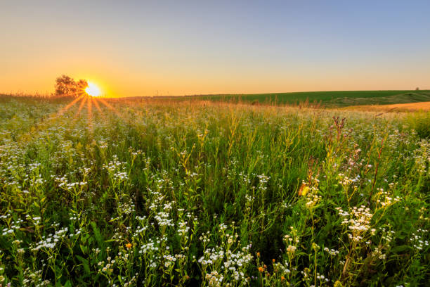 istock Sunset at field with flowers in summer. 824923168