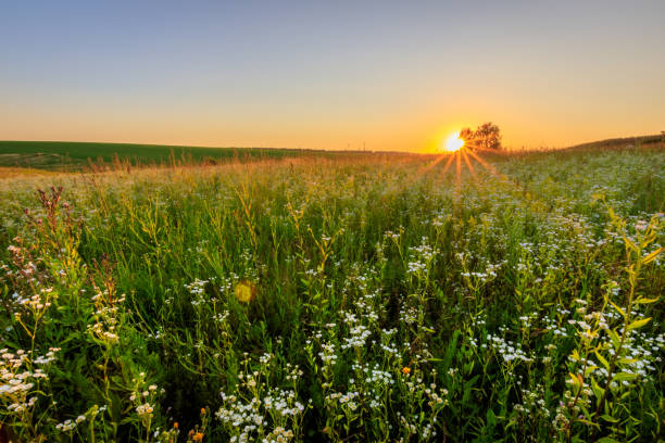 istock Sunset at field with flowers in summer. 824923172