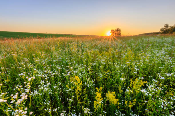 istock Sunset at field with flowers in summer. 824923188