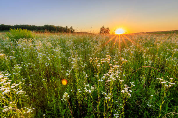 istock Sunset at field with flowers in summer. 824923192