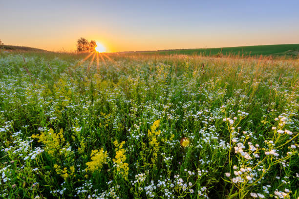 istock Sunset at field with flowers in summer. 824923196