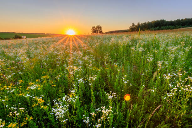 istock Sunset at field with flowers in summer. 824923200