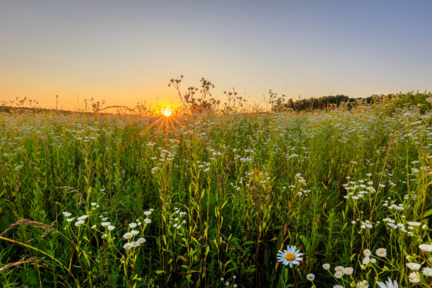 istock Sunset at field with flowers in summer. 824923202