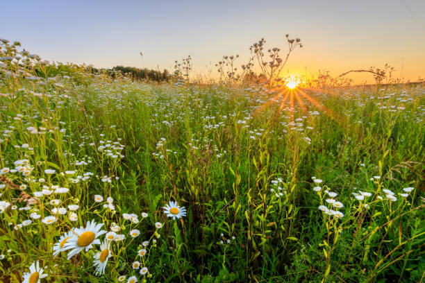istock Sunset at field with flowers in summer. 824923206