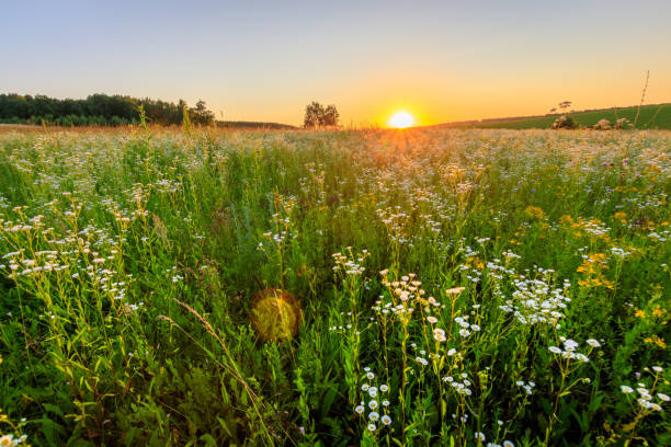 istock Sunset at field with flowers in summer. 824923208