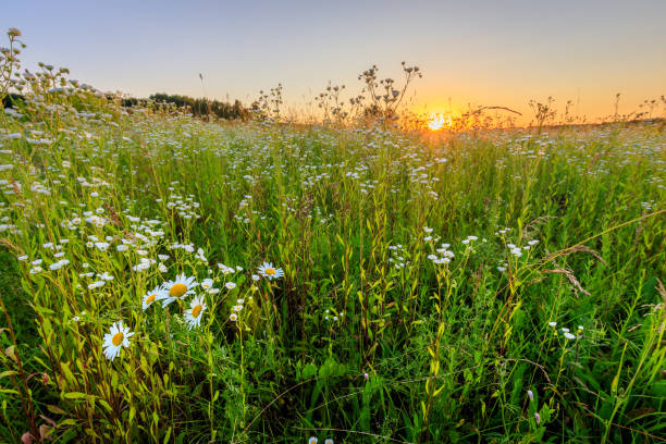 istock Sunset at field with flowers in summer. 824923210