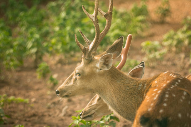 Male Barasingha or Rucervus duvaucelii or Swamp deer portrait of elusive and vulnerable animal at kanha national park or tiger reserve madhya pradesh india