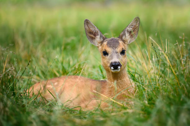 istock Baby roe deer on summer meadow 824925078
