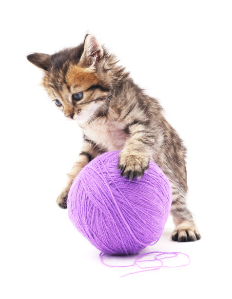 istock Little kitten with purple ball. 824927662