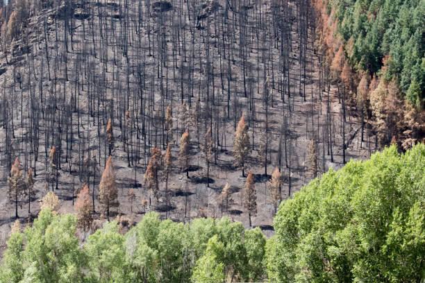 istock Burnt forest on a hillside with green trees in Durango, Colorado 824928086