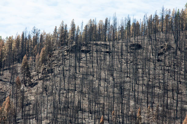 istock Burnt forest on top of a hill in Durango, Colorado 824928098