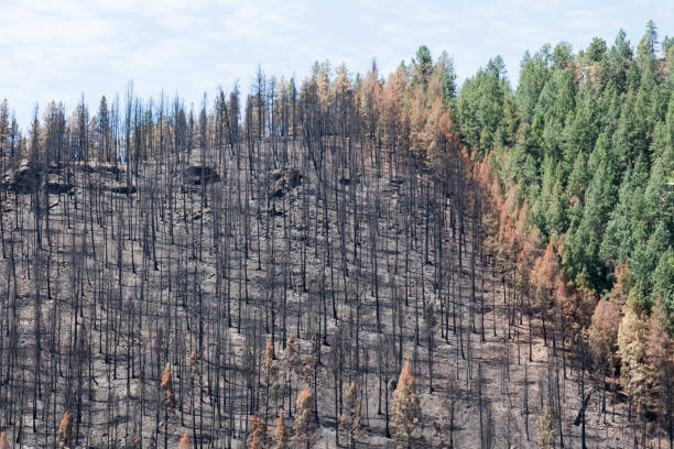 istock Burnt, brown, and green forest on a hillside in Durango, Colorado 824928174