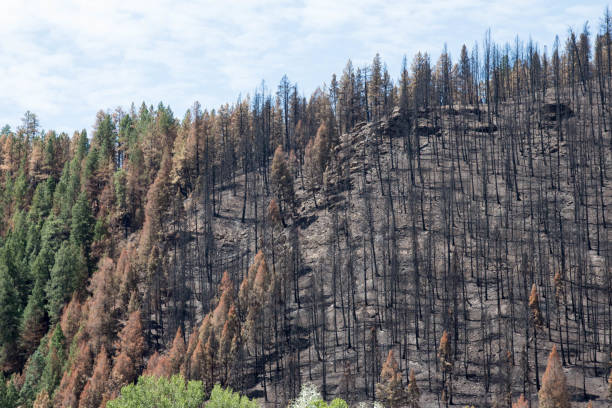 istock Burnt forest on a hillside in Durango, Colorado 824928258