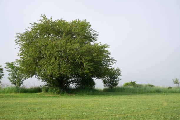 istock Tree in the fog over the meadow with view. 824928396