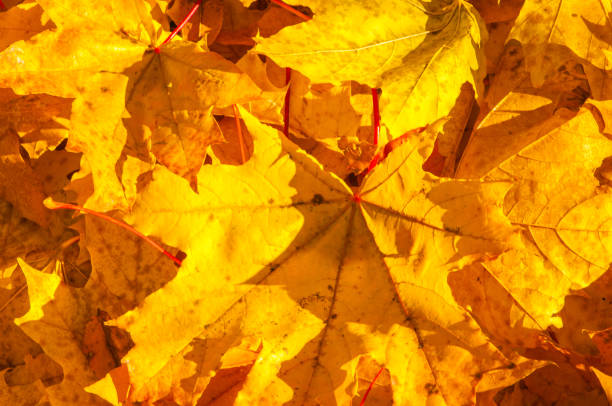 istock Texture of autumn maple leaves 824931368
