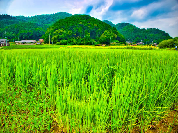 Japan scene40 Countryside scene40 stock pictures, royalty-free photos & images