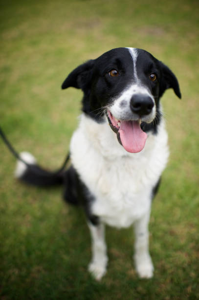 istock Border Collie Rescue Dog 824932504