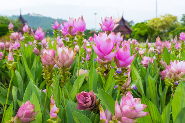 Siam tulips or curcuma flower in the garden outdoors. stock photo
