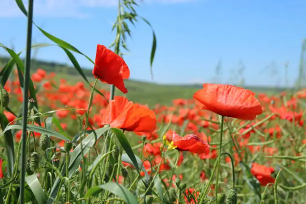 Corn poppy