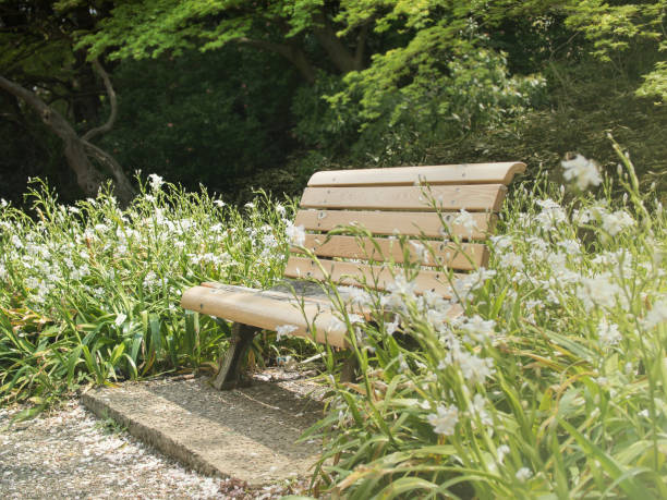 istock Wooden bench in the park 824935240