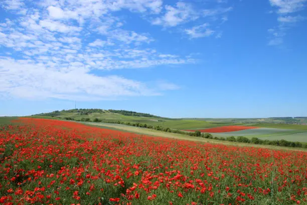 Corn poppy