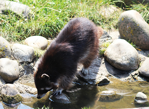 See Raccoon Body Raccoon Stock Photo - Download Image Now - Animal, Animal Body Part ...