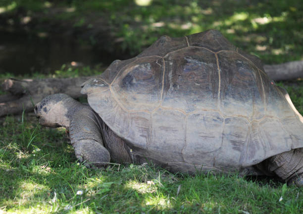 istock Tthe Aldabra giant tortoise (Aldabrachelys gigantea) 824938174