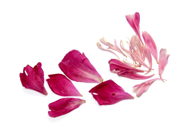 istock Pink peon petals scattered on the table 824938568