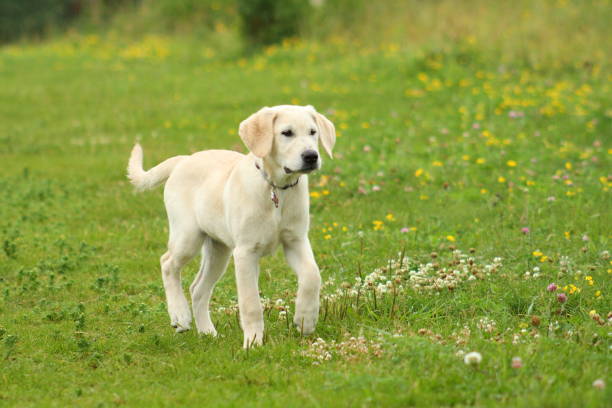 istock Yellow Labrador Puppy 824938838