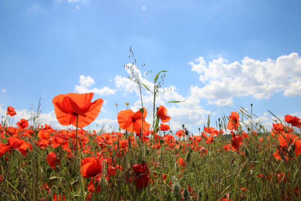 Mohnfeld Corn poppy malerisch stock pictures, royalty-free photos & images