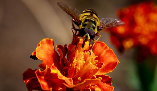 istock Front ultra macro shot of a bee 824941284