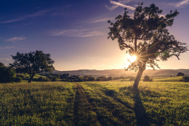 árboles y colinas - odenwald fotografías e imágenes de stock