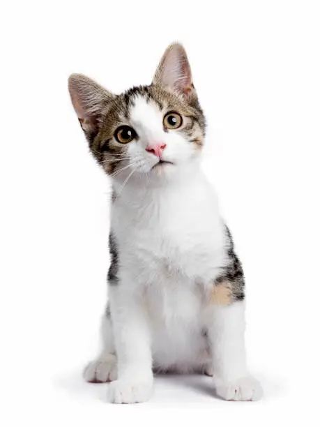 Photo of European shorthair kitten / cat sitting isolated on white background and looking to the camera