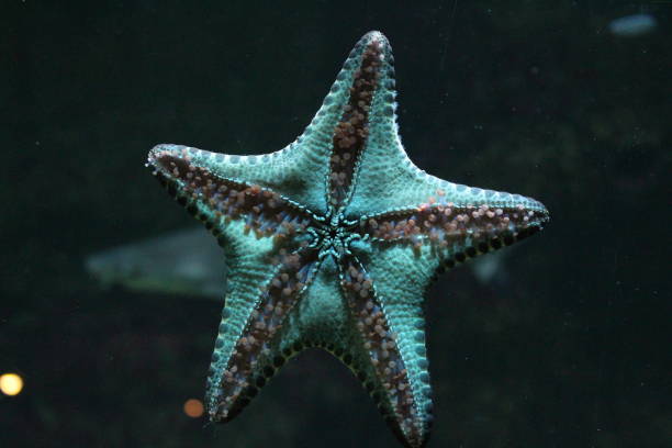 Large red cushion sea star in male hand over the bright sea water.