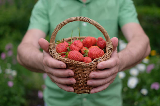 istock Ripe red strawberry on green grass 824946020