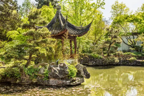 Chinese garden with gazebo pagoda in spring