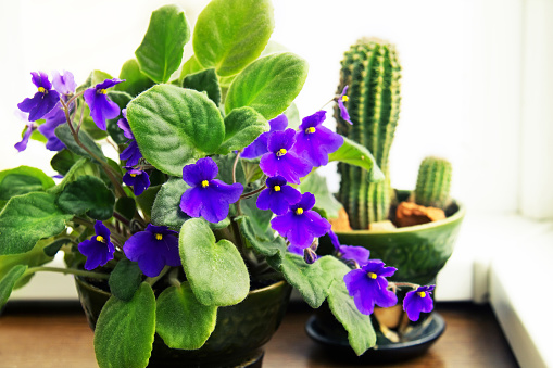 Potted African Violet (Saintpaulia) on the background of cactus, houseplants