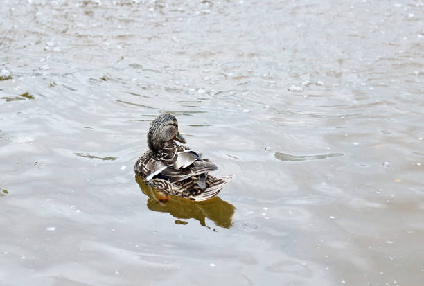istock Gray Female Mallard Duck 824946448