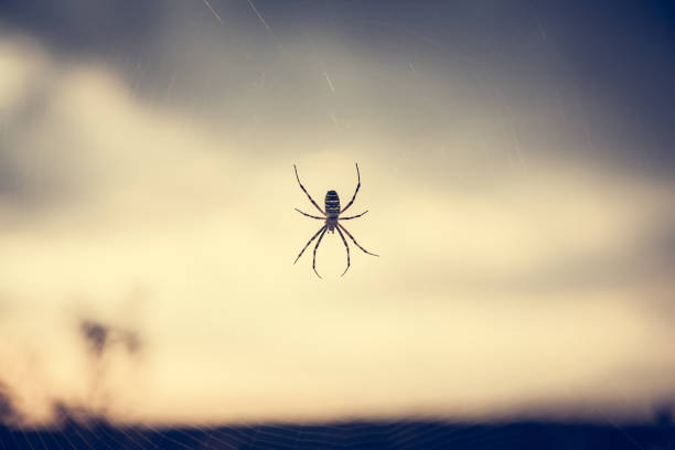 istock Spider on web in front of sunset sky in summer meadow during sunset with back light in vintage colors with copy space 824948974