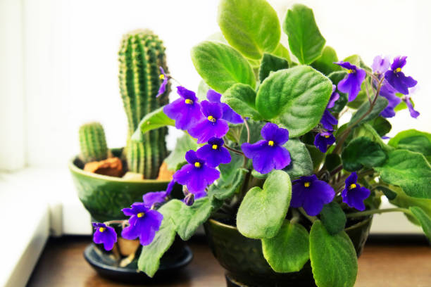 istock Houseplants Potted African Violet 824953002