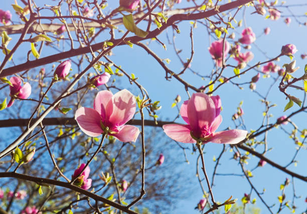 istock Flowers Of Magnolia Tree 824955404