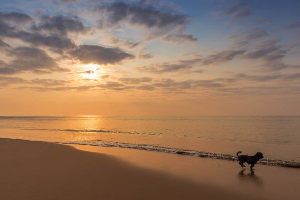 Dog playing on the beach with sunset.