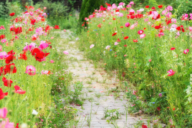 ein weg der roten mohnblumen im sommergarten - poppy flower opium poppy formal garden stock-fotos und bilder