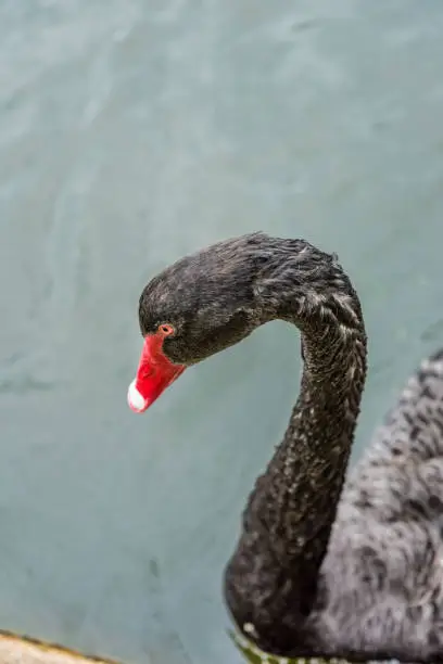 One black swan with red beak swimming in lake in park during summer