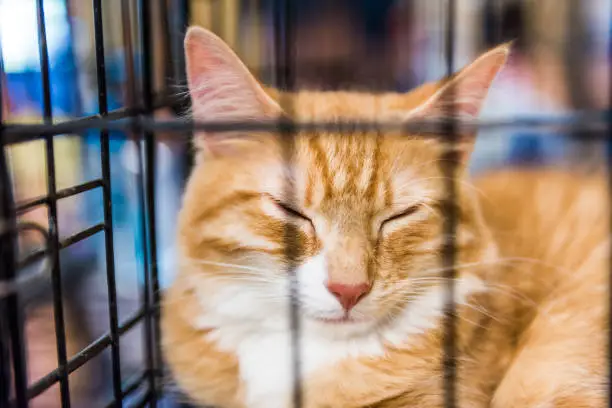 Closeup portrait of one sad orange ginger cat in cage waiting for adoption